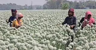 ফরিদপুরে পেঁয়াজ চাষে বন্ধের মুখে প্রাকৃতিক পরাগায়ন; বাড়ছে উৎপাদ খরচ